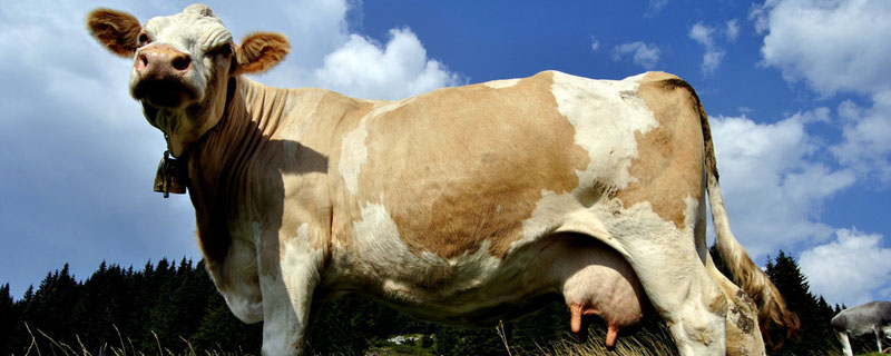 成年牛一天吃多少斤草