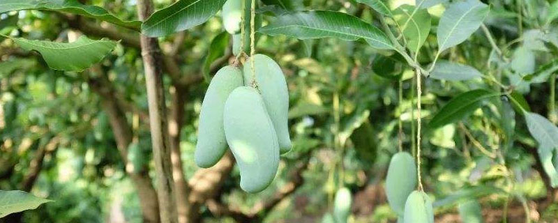 桂七芒果为什么很少人种植