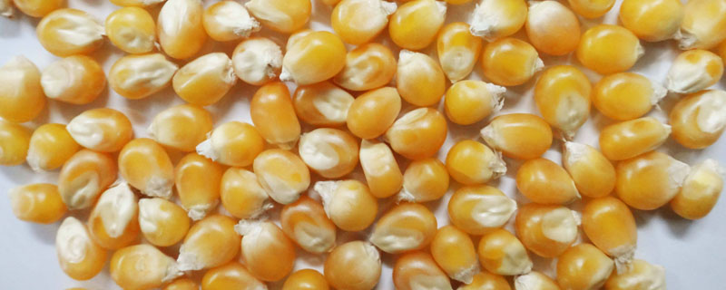 玉米种子4400粒一袋多少斤