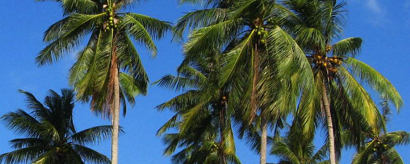 海南岛种植椰树的不利条件