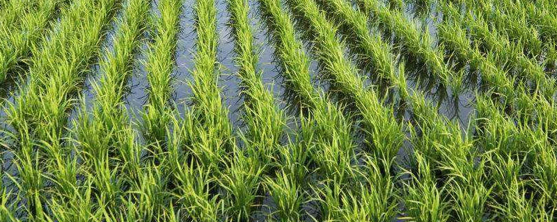 三江平原种植水稻的有利条件