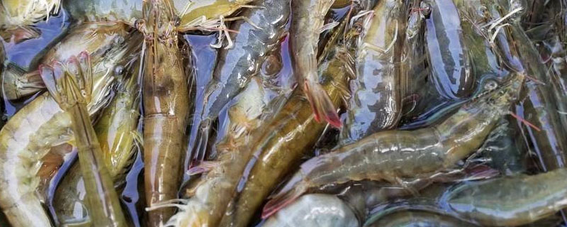 野生河虾和养殖河虾的区别