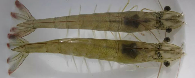 弧菌对虾的影响