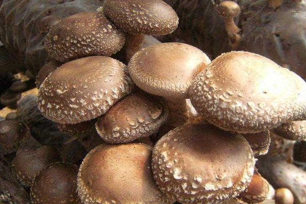 菌菇有几种