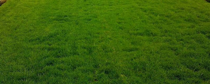 足球场的草坪叫什么草