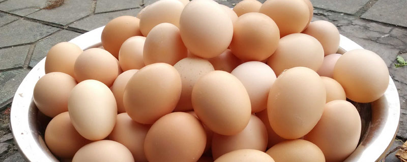 饲料鸡蛋对人体有害吗