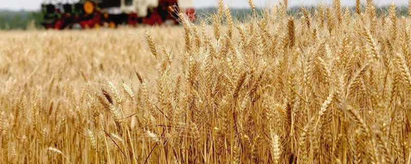 湖北省小麦收割时间