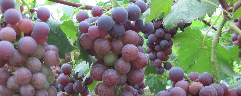 调环酸钙在葡萄上的使用