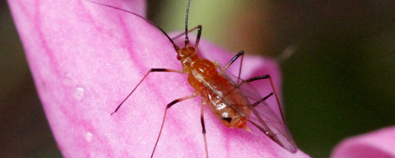 防治蚜虫的特效药有哪些