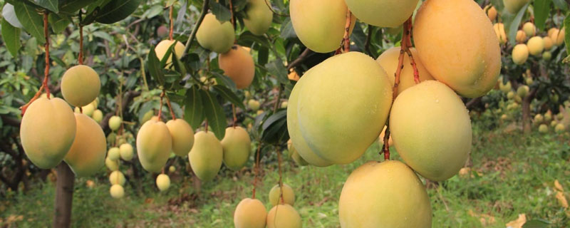 芒果怎么种植方法