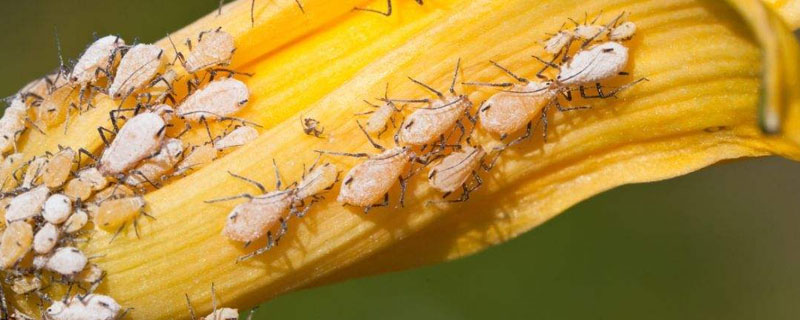 大蒜水可以杀死蚜虫吗