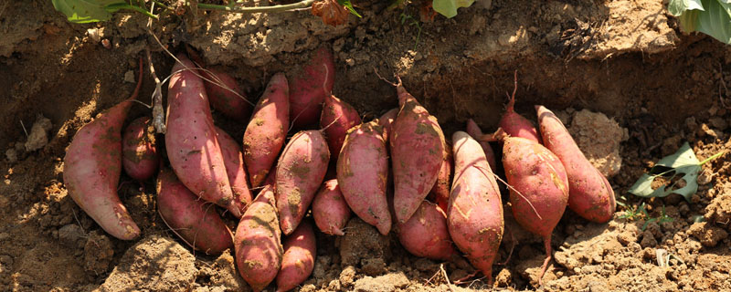 红薯苗移栽前如何处理