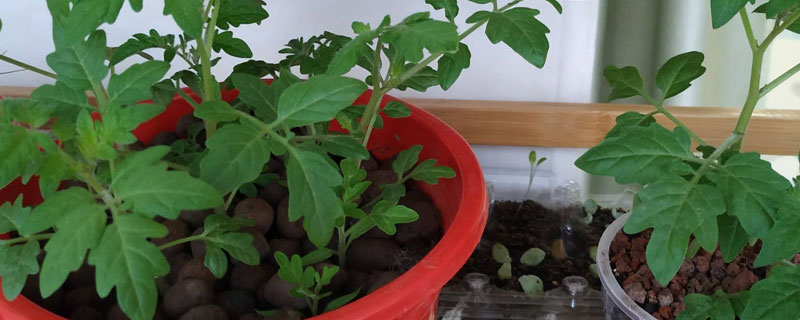 盆栽西红柿的养殖方法结果过程
