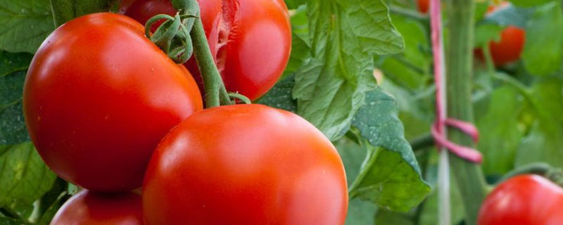 西红柿可以施复合肥吗