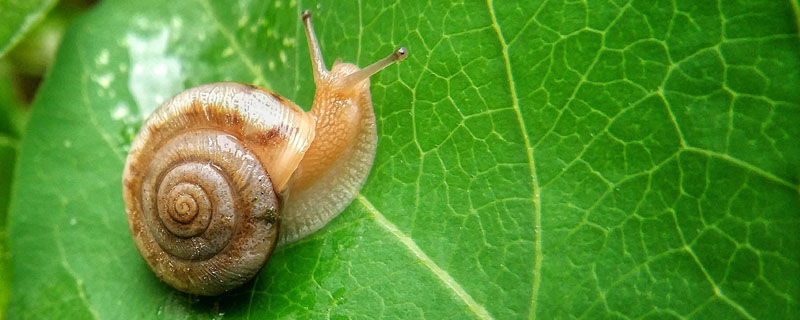 养殖蜗牛有什么用