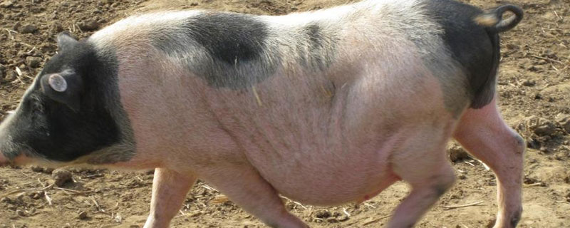 50斤香猪杀了有多少肉