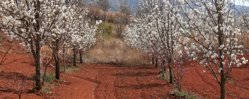 梨树全年农药配表