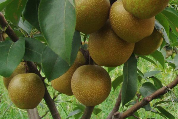梨树用什么复合肥