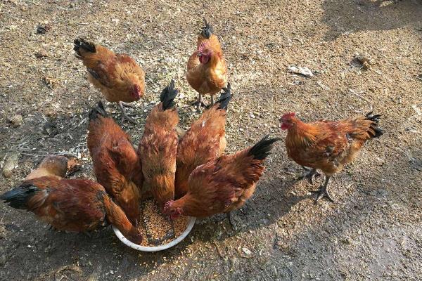 鸡吃发酵饲料的弊端