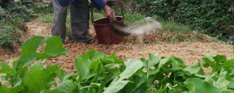 下雨天可以给蔬菜施肥吗