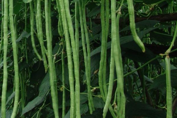 春季豇豆种植技术