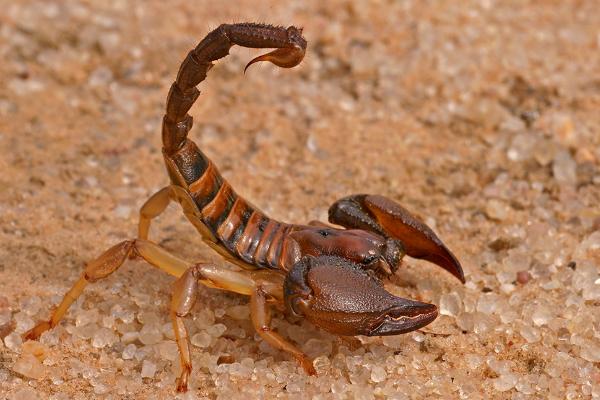 野生蝎子养殖方法