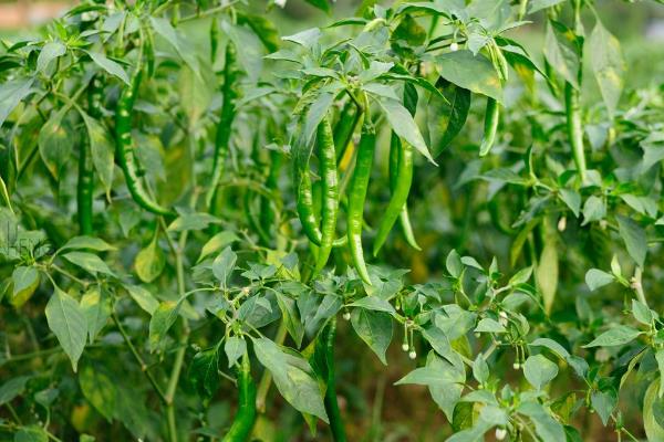 我国东南沿海地区种植冬季辣椒的优势条件，辣椒种植方法