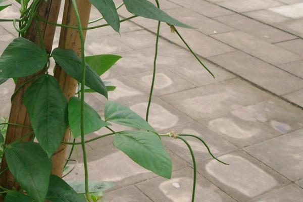 长豆角怎么种植方法