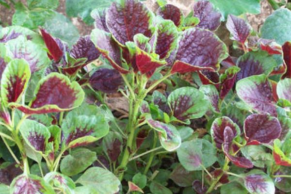 红汗菜种植时间和方法