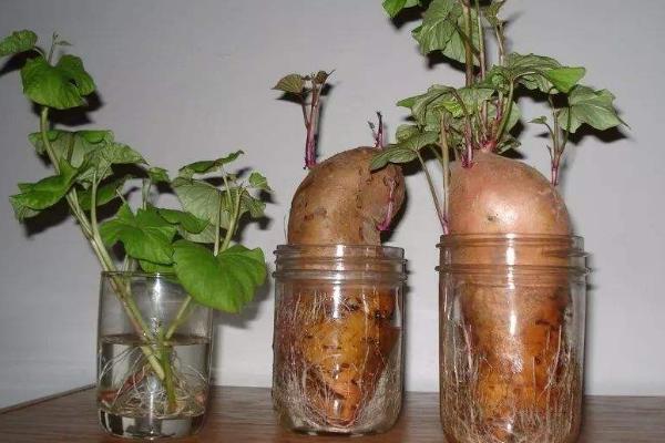 水培红薯的养殖方法和注意事项