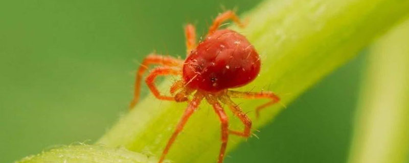 螺虫乙酯红蜘蛛效果如何
