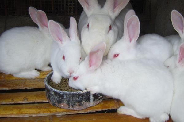 兔子如何养殖?应该注意什么
