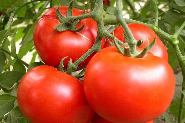 西红柿结果期怎么管理