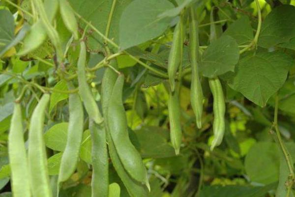 芸豆的种植时间和方法与关管理