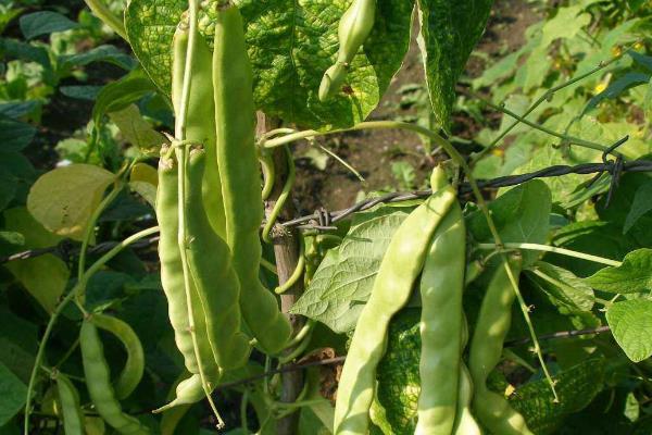 芸豆的种植时间和方法与关管理