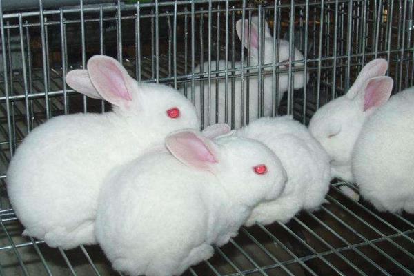 兔子养殖场怎么建