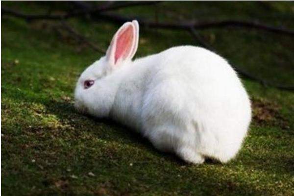兔子如何养殖?应该注意什么