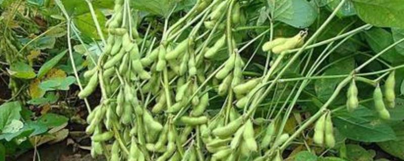 黄豆的种植方法步骤