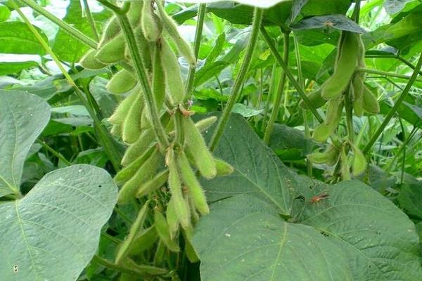 黄豆的种植方法步骤