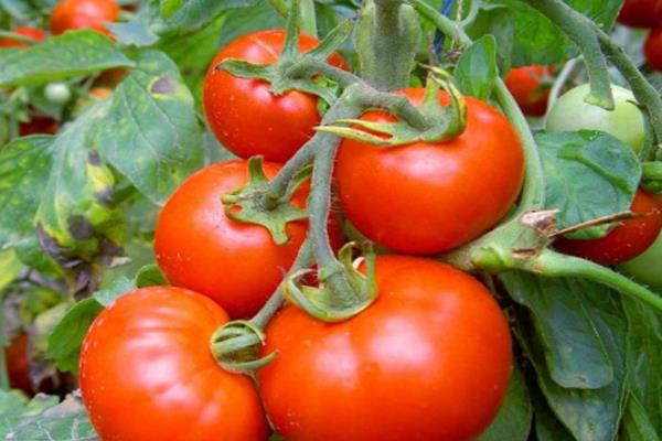 番茄怎么种植方法