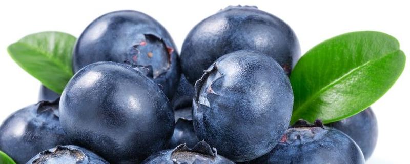 蓝莓为什么不打农药,蓝莓表面的白霜是农药吗