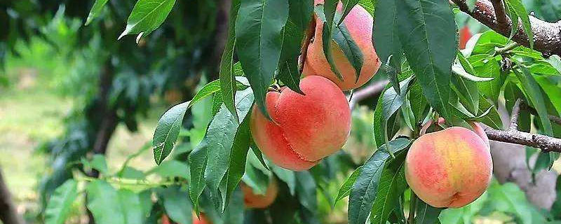 桃树上挂桃子能打多效唑吗