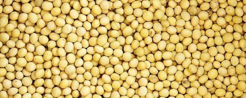 黄豆亩产量最高多少公斤,高产量的品种有哪些