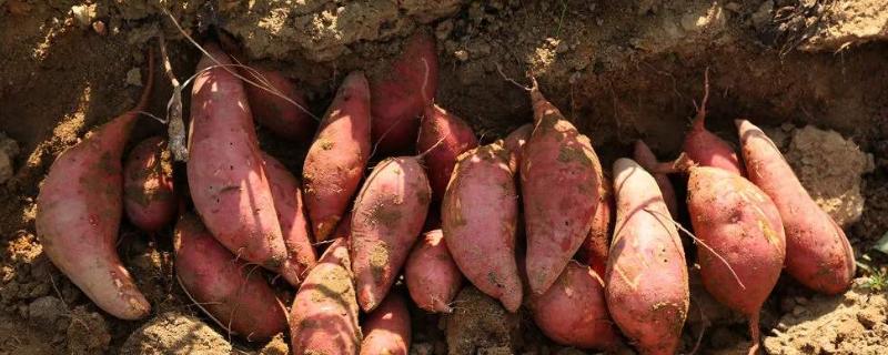 红薯几月份种植