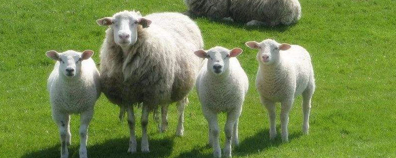 母羊有羊角吗