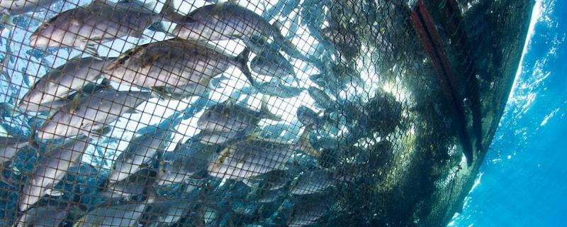 对近海渔业和沿岸水产养殖业危害最大的是什么?
