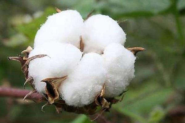 棉花种子怎么种，什么时候种植合适