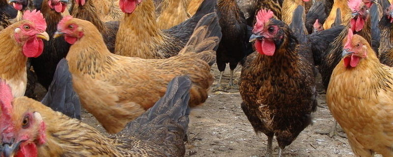 2000只鸡一天吃饲料多少斤