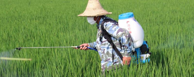 灭草松在水稻几叶期可以使用