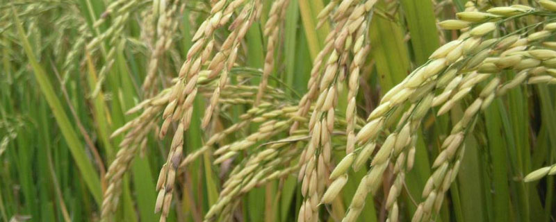 西草净对水稻的危害